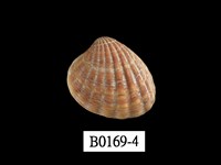 藏品(算盤蛤)的圖片